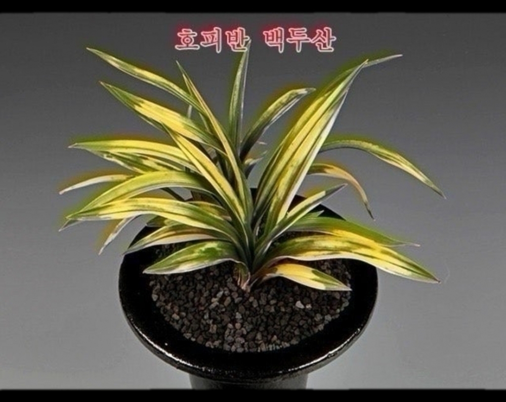 호피반백두산
