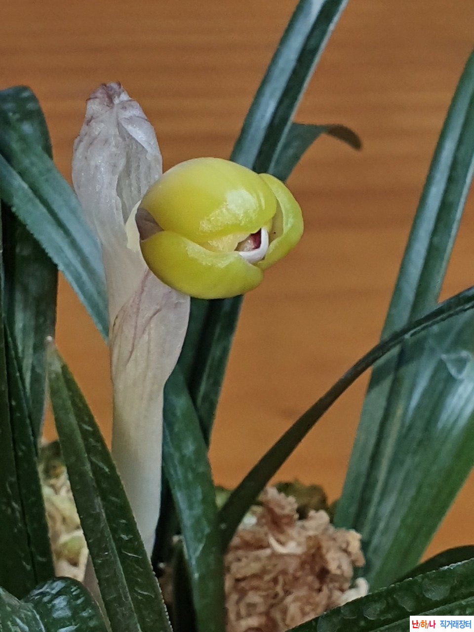 두화