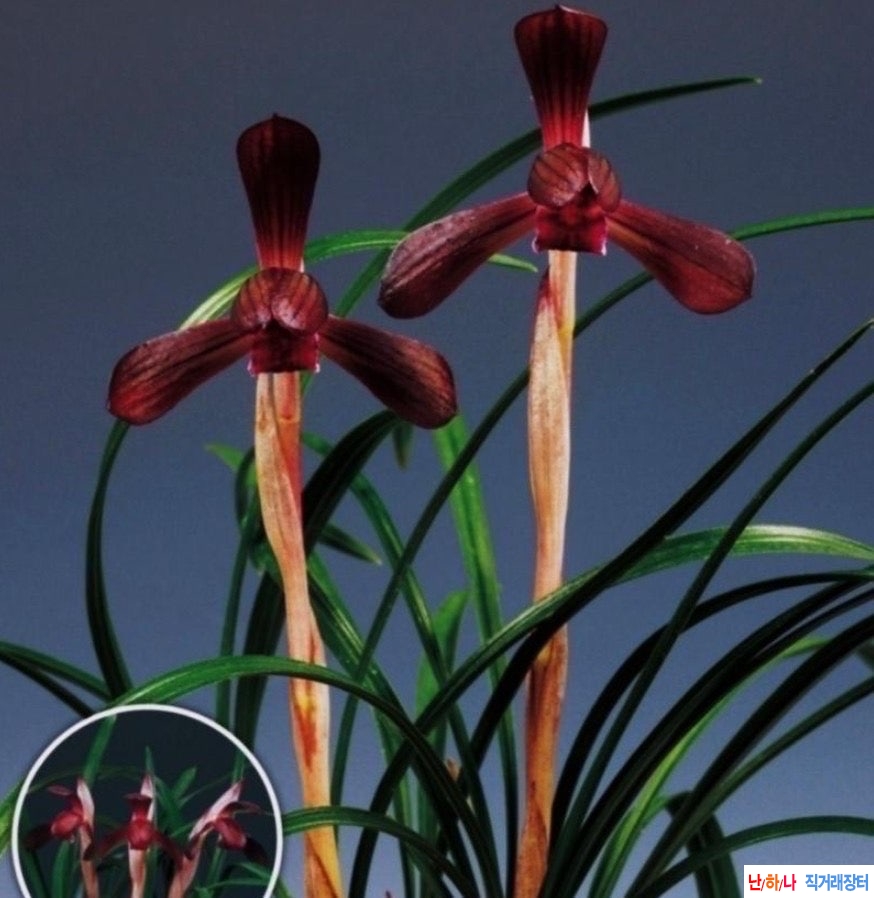 명품자화색설화