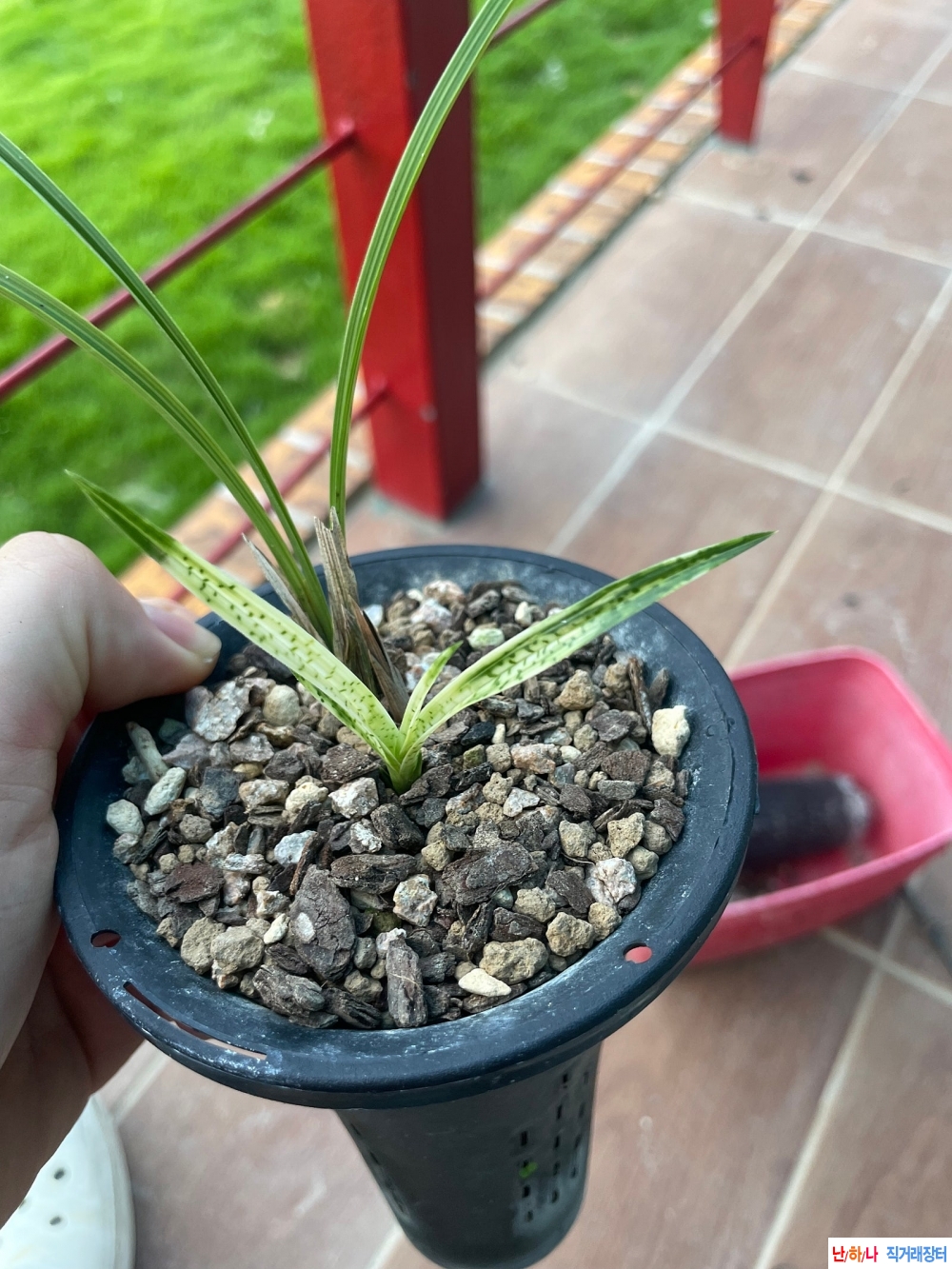 황색사피반ㅇ