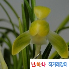 산반소심2