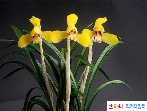 대륜황화