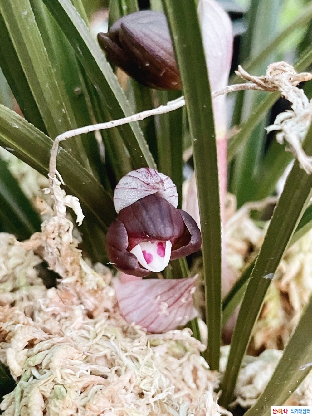 자화두화