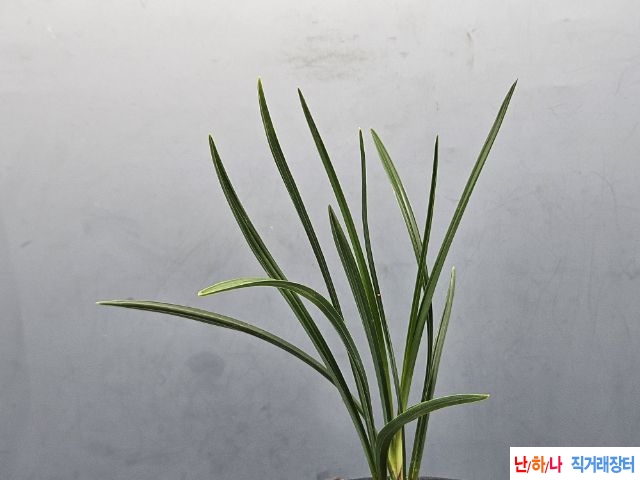 진녹 산채출
