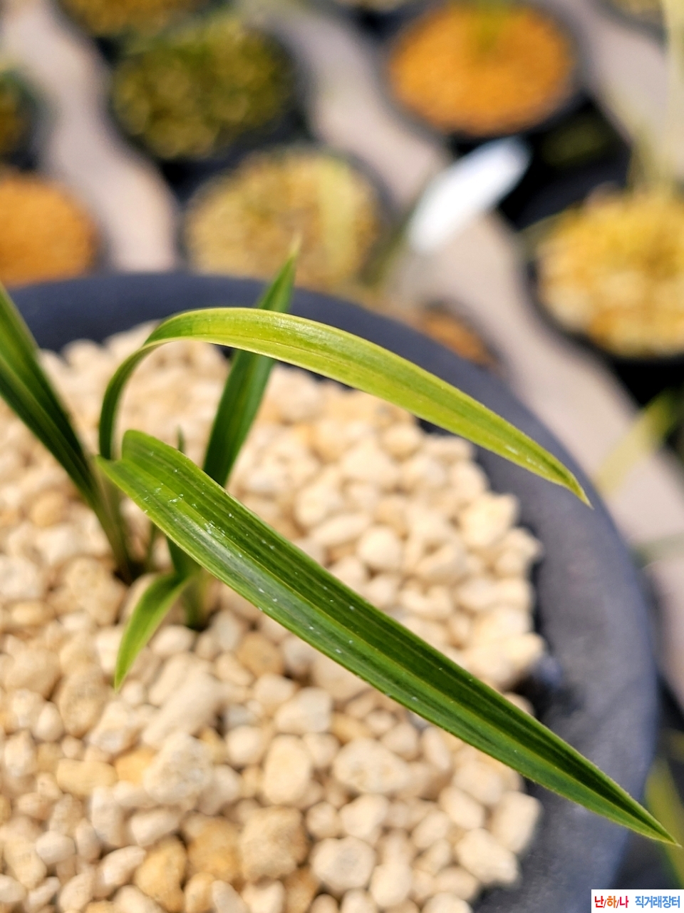 백서출아 입변서산반?