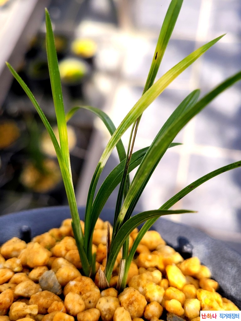 산채출. 입변서호반입?