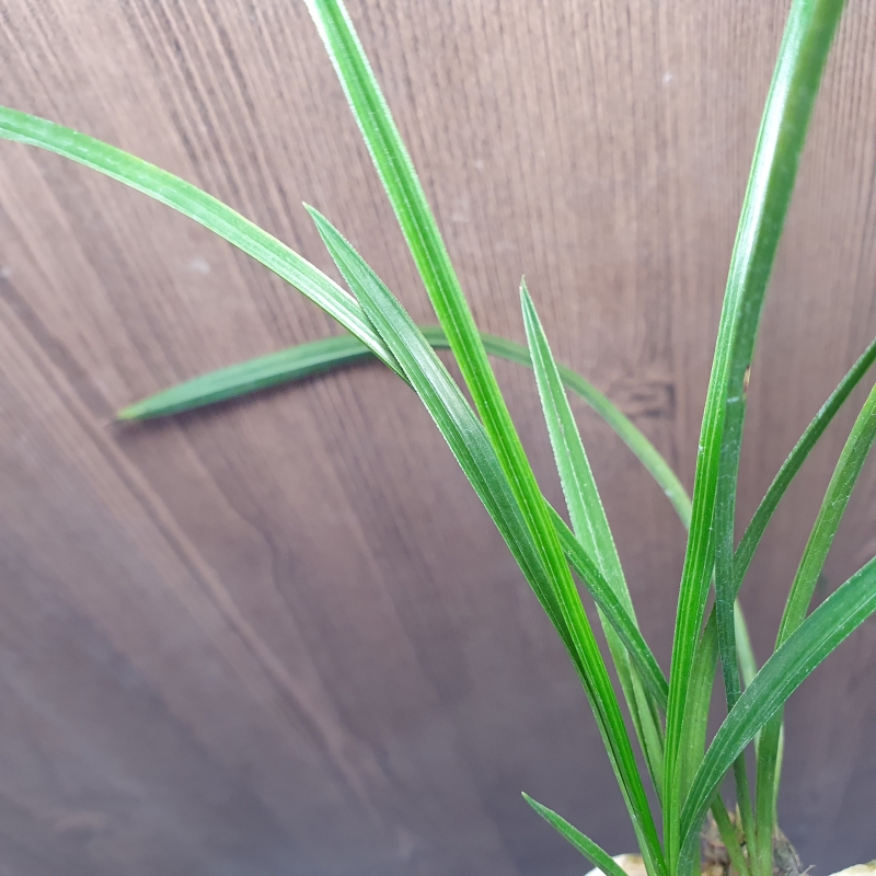 두화나무,,진청,,서반