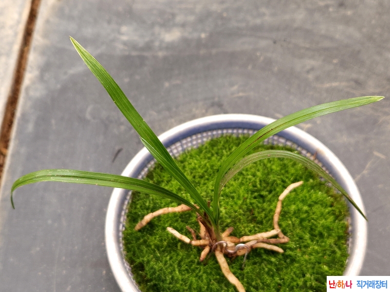 산채산반(생강근)