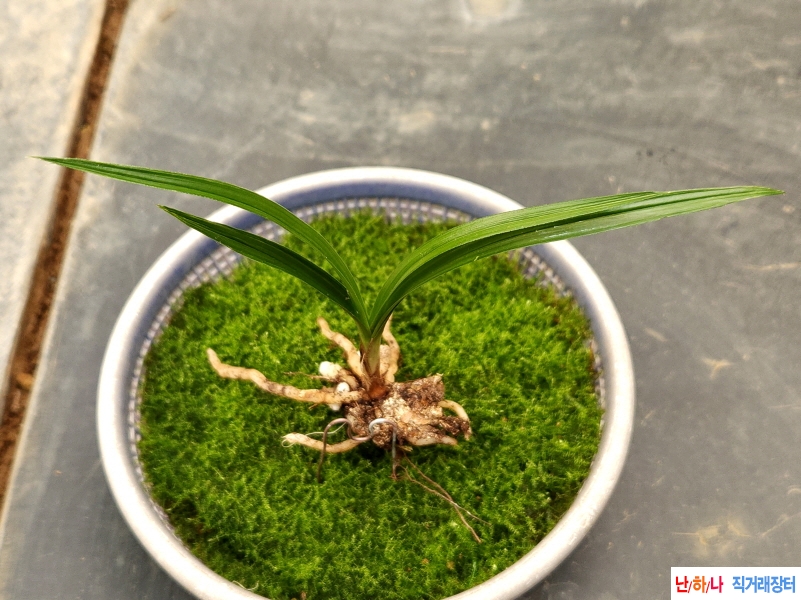 산채입변산반(생강근)