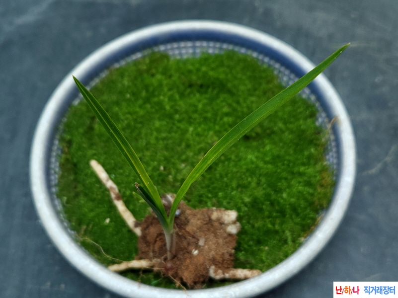 산채서반(생강근)