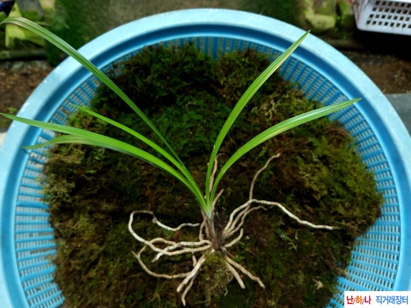 산채꽃반서(생강근)