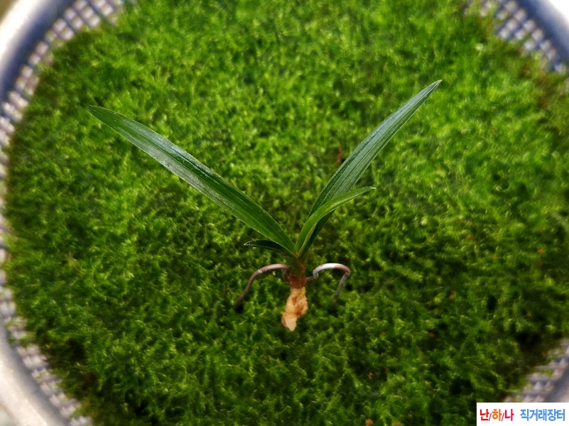 산채입변서반성(생강?