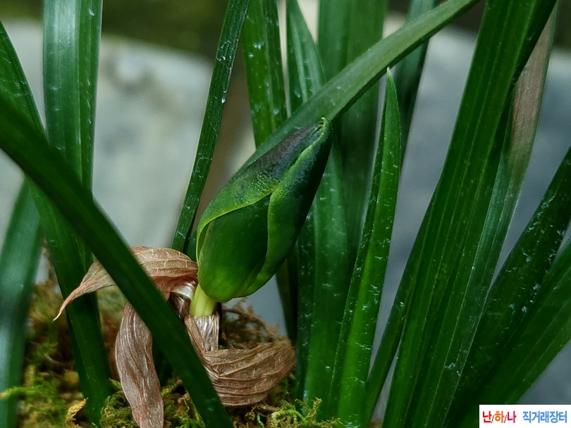 개화못한 화형소심(꽃?