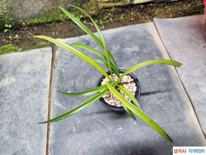 장단엽성 발색중투