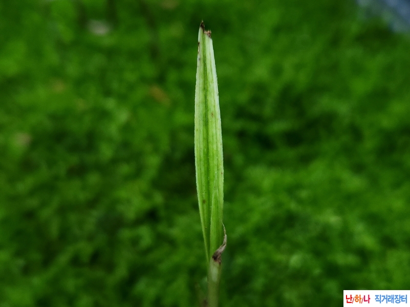 산채입변전면산반(생?