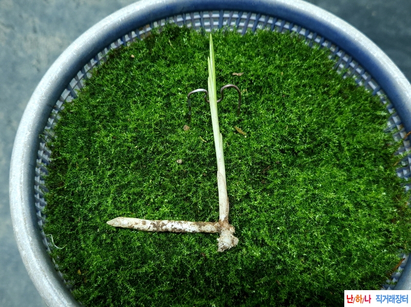 산채두화변황서반(생?