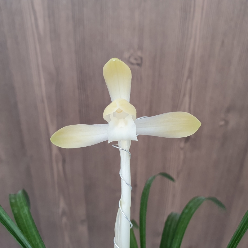 백화,,소심,,꽃1