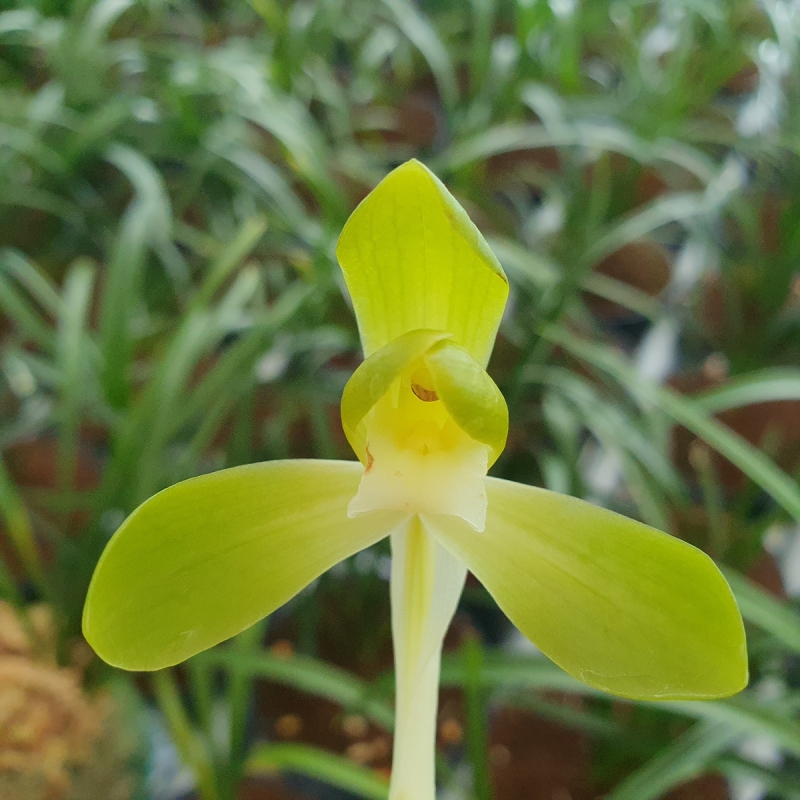 원판,,색기대,,소심,,꽃?