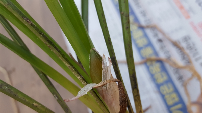 산채원방,,무거운,,색?