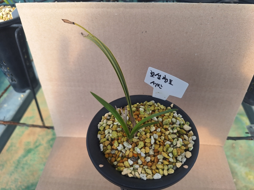 보성 천포 밭자리 서반?