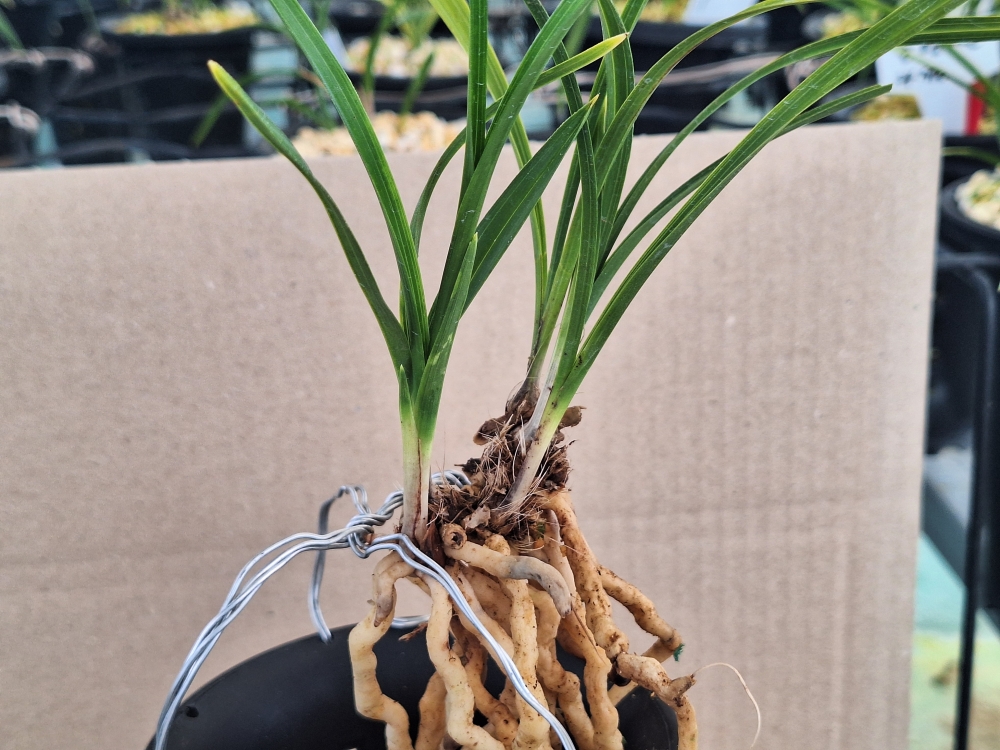 입변개체 입니다