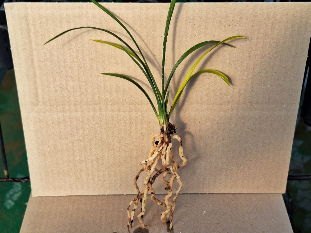 무명 산반호 입니다