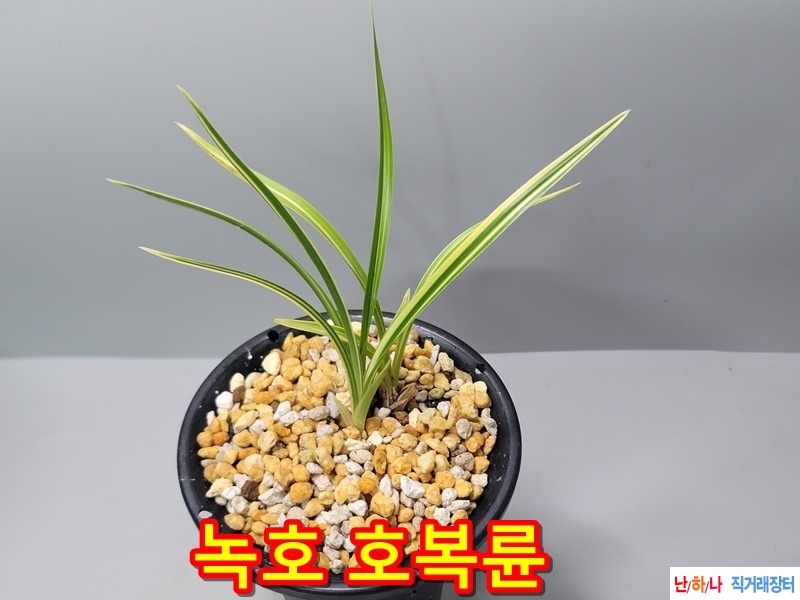 녹호  호복륜