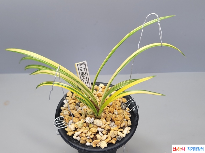 극황 산반중투호