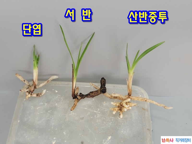산채품  3종