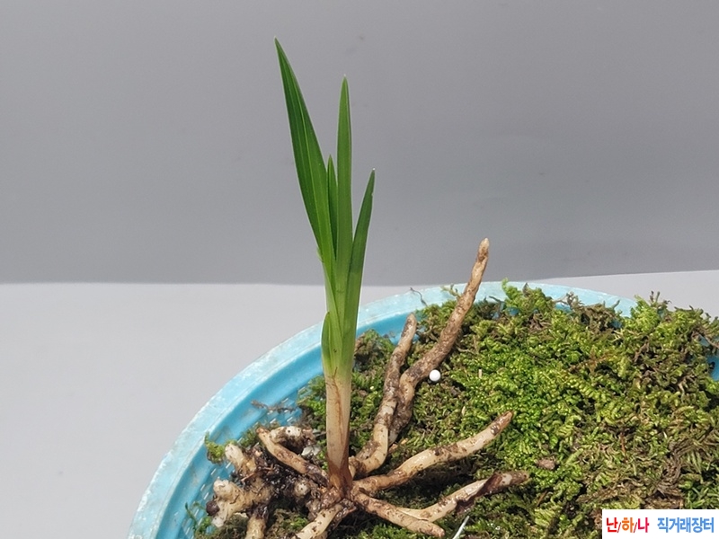 산채품  두화목