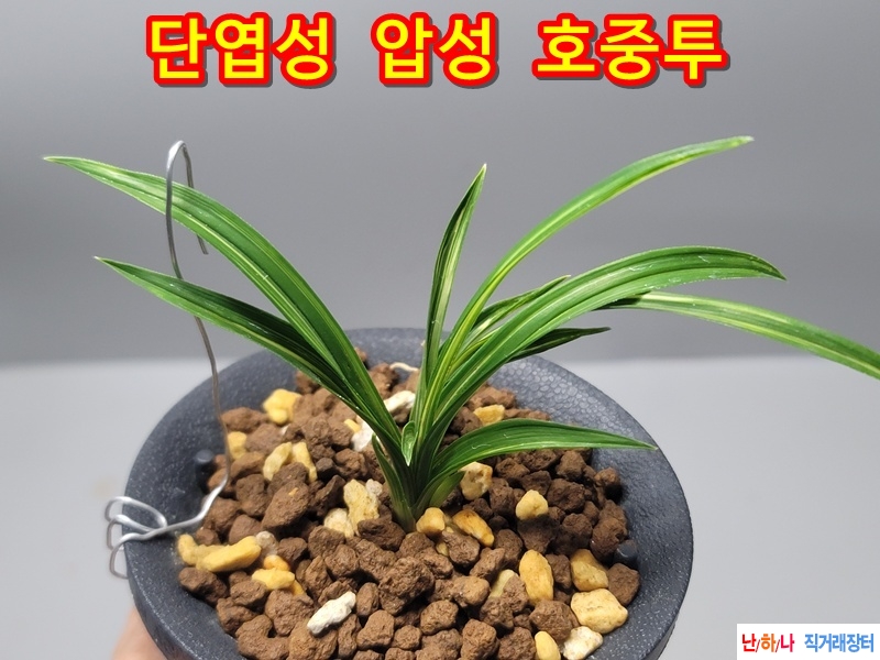 단엽성