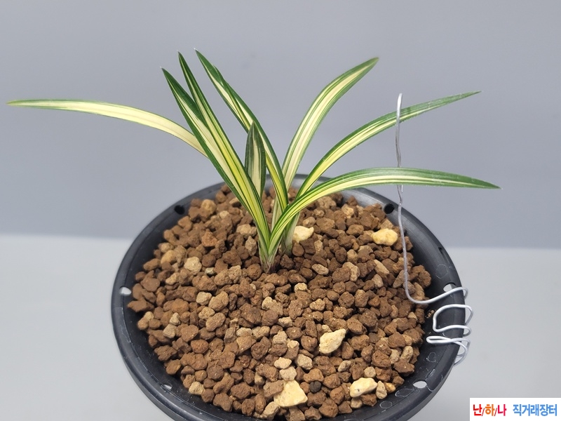 입변 극황 중투호