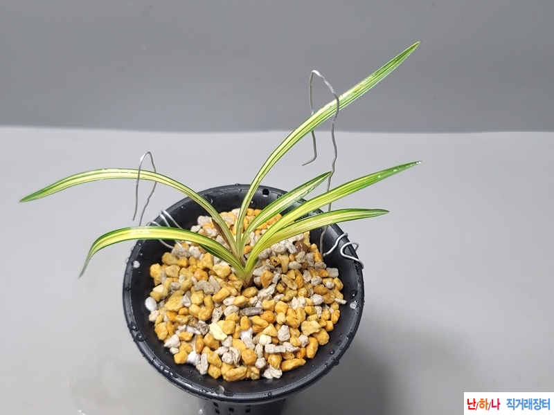 깔금한  중투호