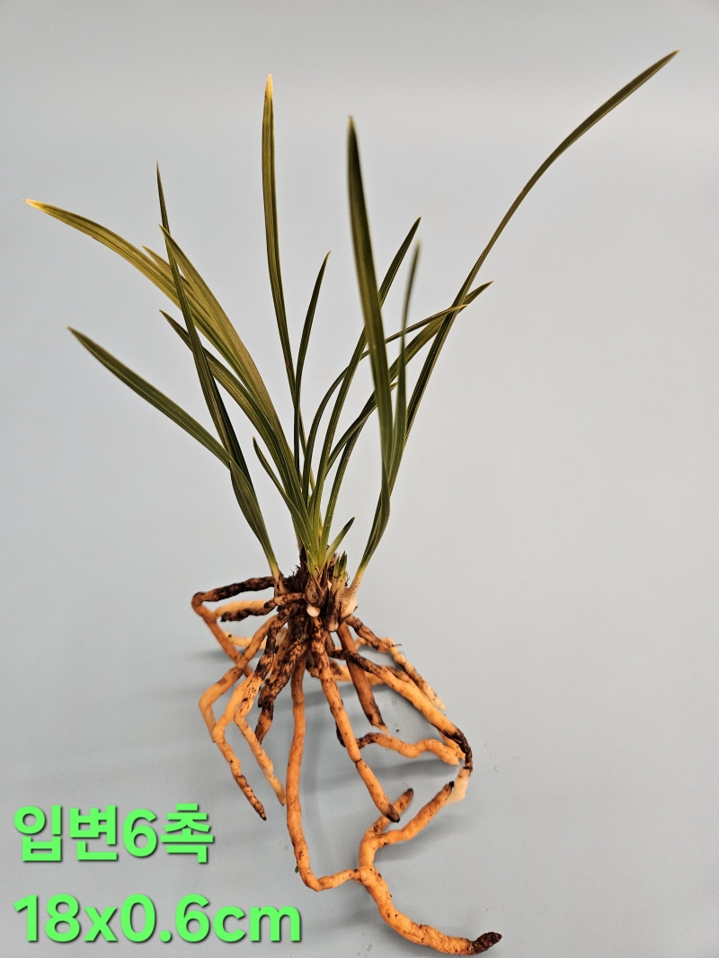 입변