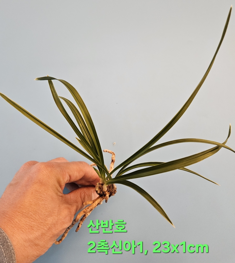 산반호