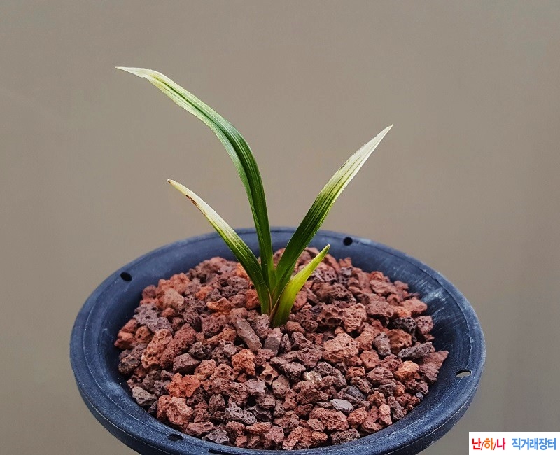 종자하세요. (백산반)