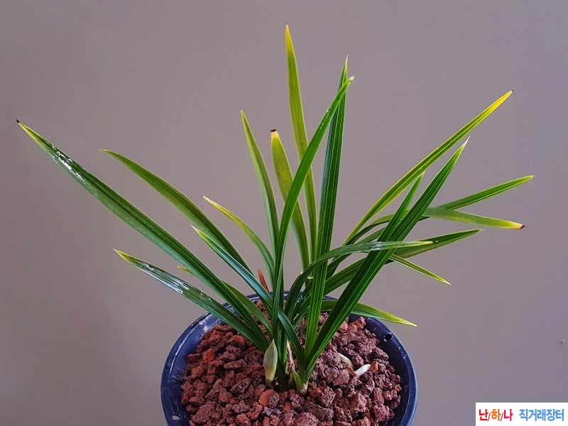 꽃보세요. (황산반/꽃?