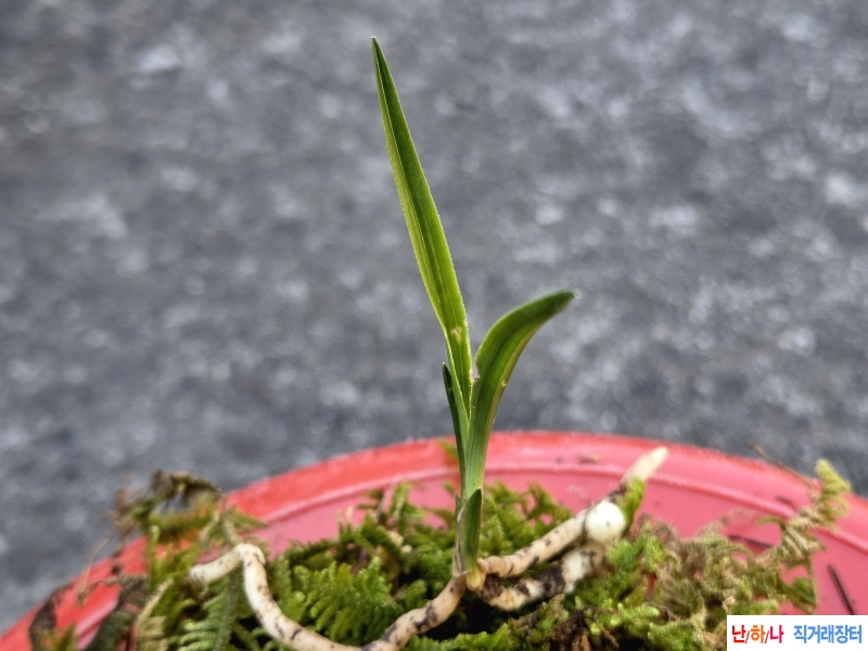 산채품 반성입변