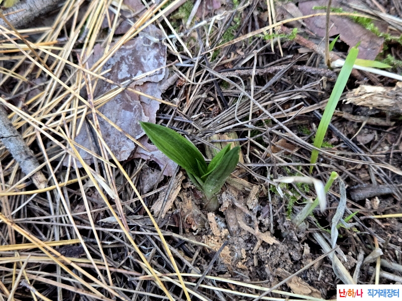 초특급 산채품 반성 단?