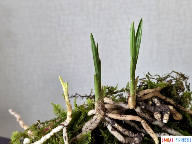 산채품 야무진 입변