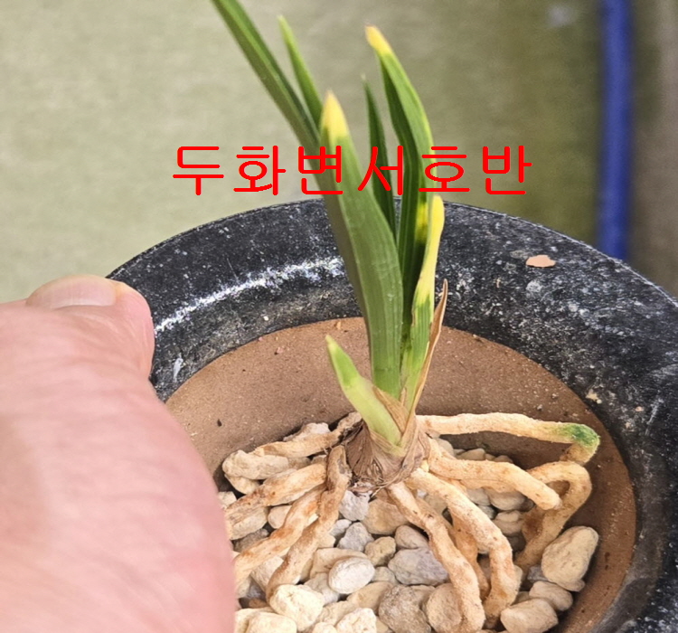 두화변서호반