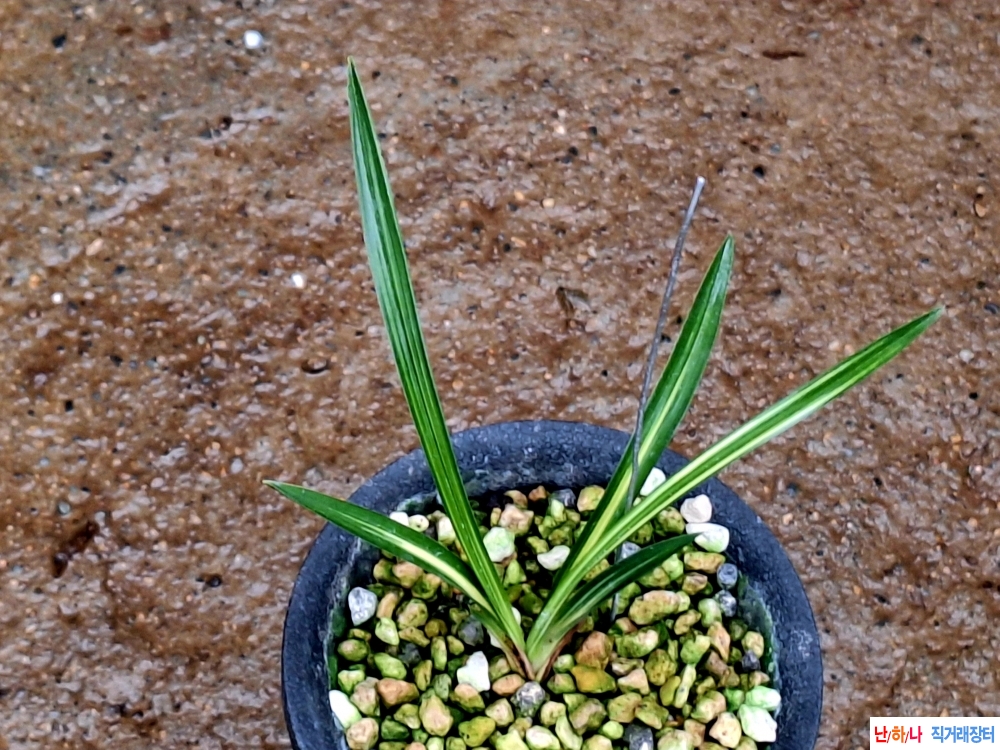 단엽중투기대품