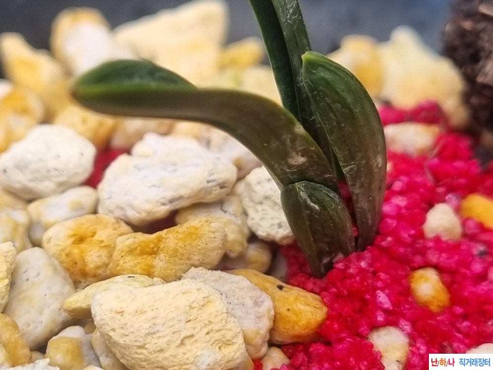 두화변 서반단엽