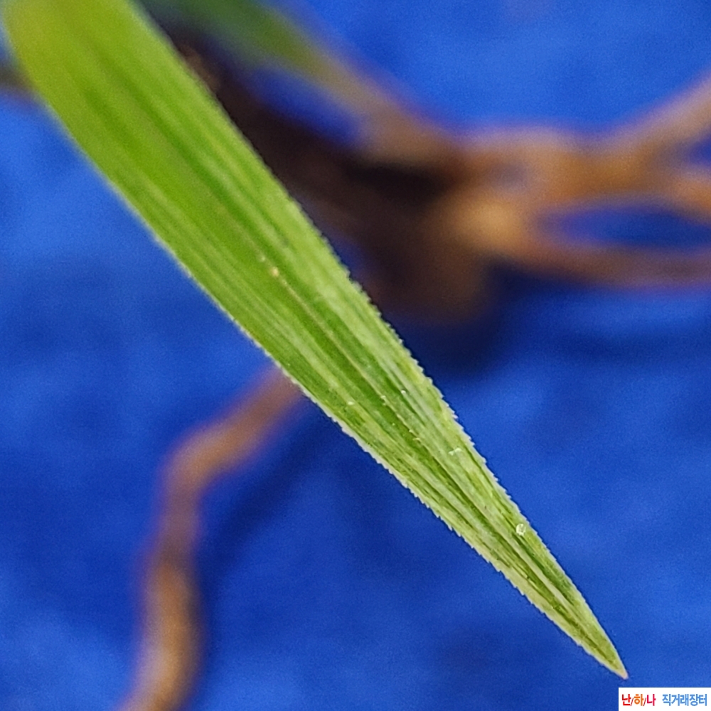 산채 서반과 산반