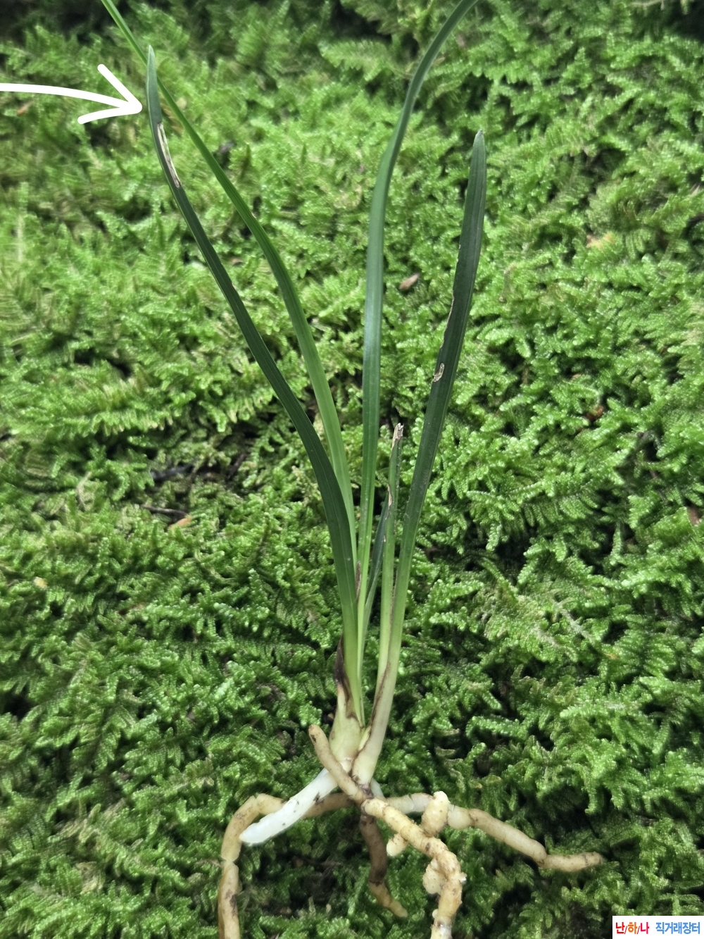 산채품