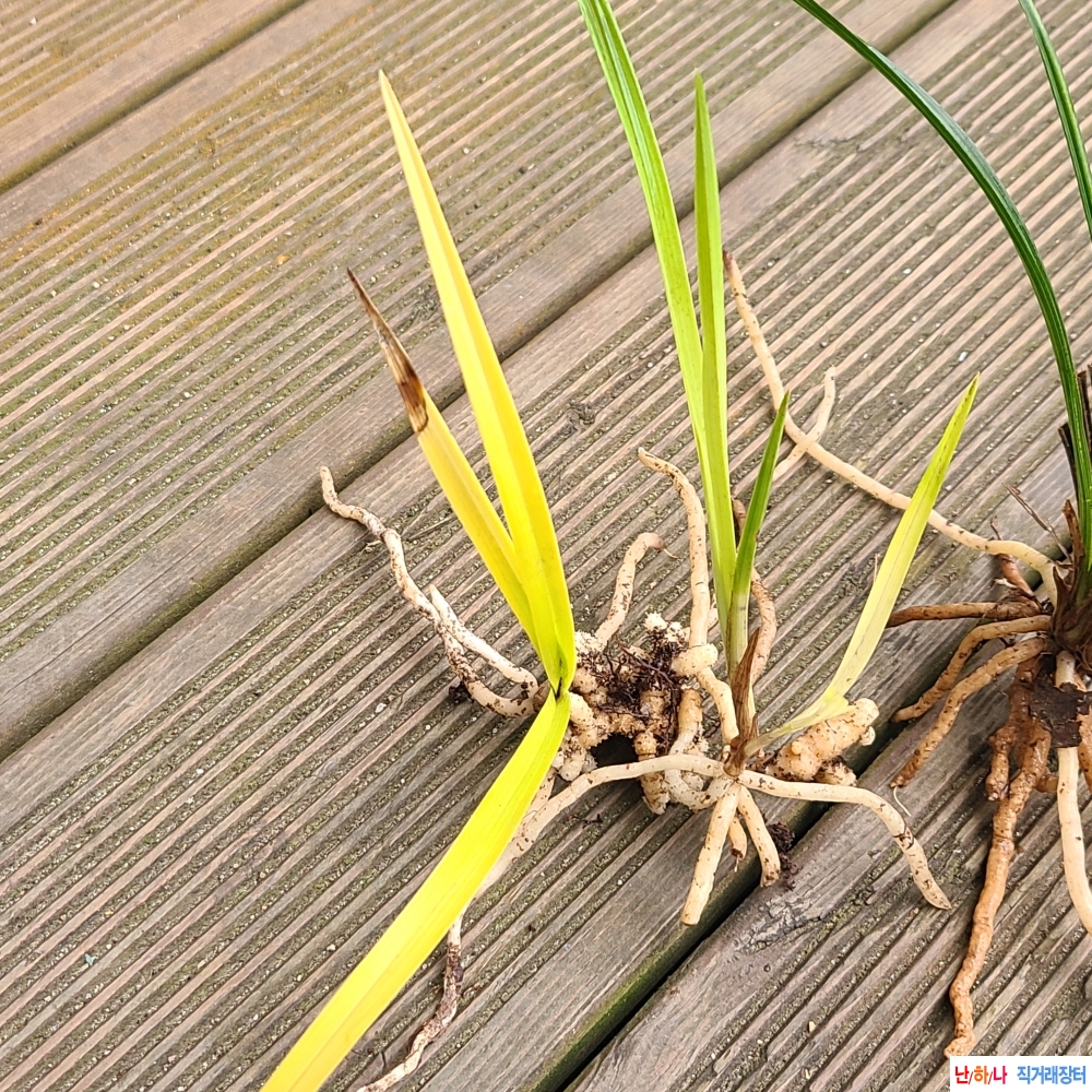 산채 노랭이와 한잎호