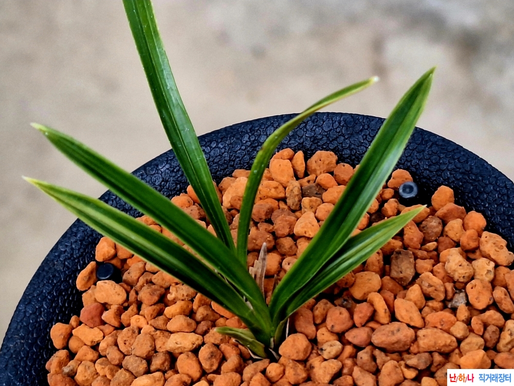 단몁녹호산반기대