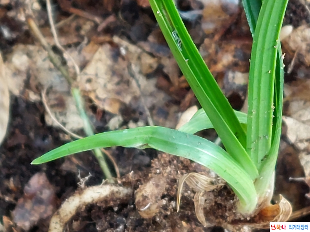 산채 까닥지단엽성