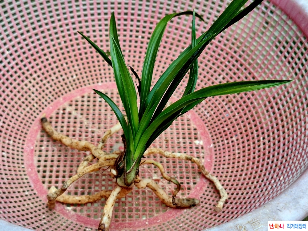 생강근 색두 기대목