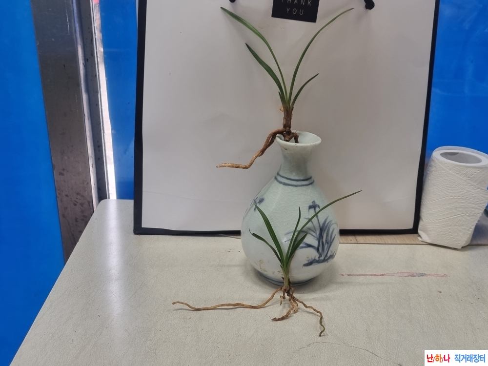 산채생강 환엽변 입변 ?